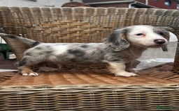 Miniature Dachshund dogs for sale: BEAUTIFUL MINIATURE DACHSHUDND PUPPIES - Image 2