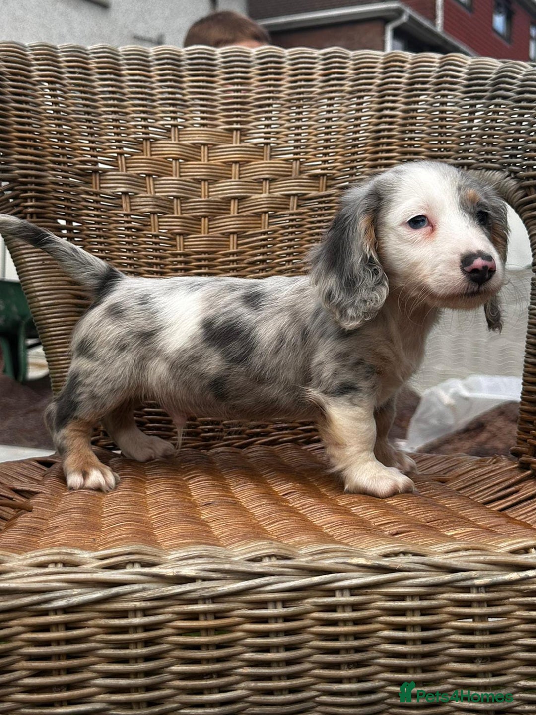 Miniature Dachshund dogs for sale: BEAUTIFUL MINIATURE DACHSHUDND PUPPIES - Image 2