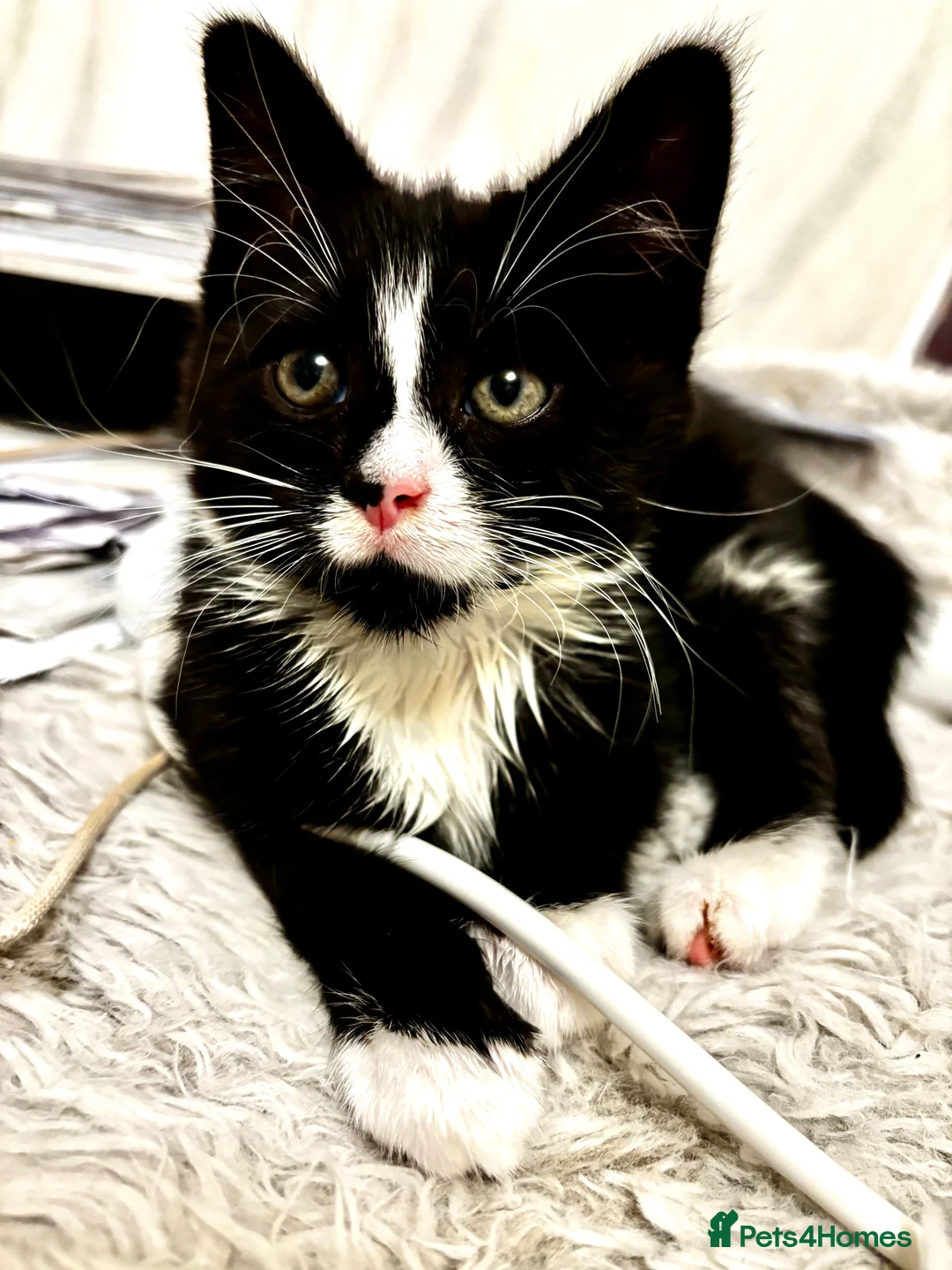 Mixed Breed cats for sale: Fluffy, playful kittens - Advert 9