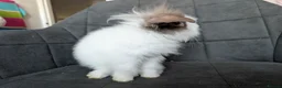 Lionhead rabbits for sale: Fluffy BE Lionhead Rabbits for Sale  - Advert 7