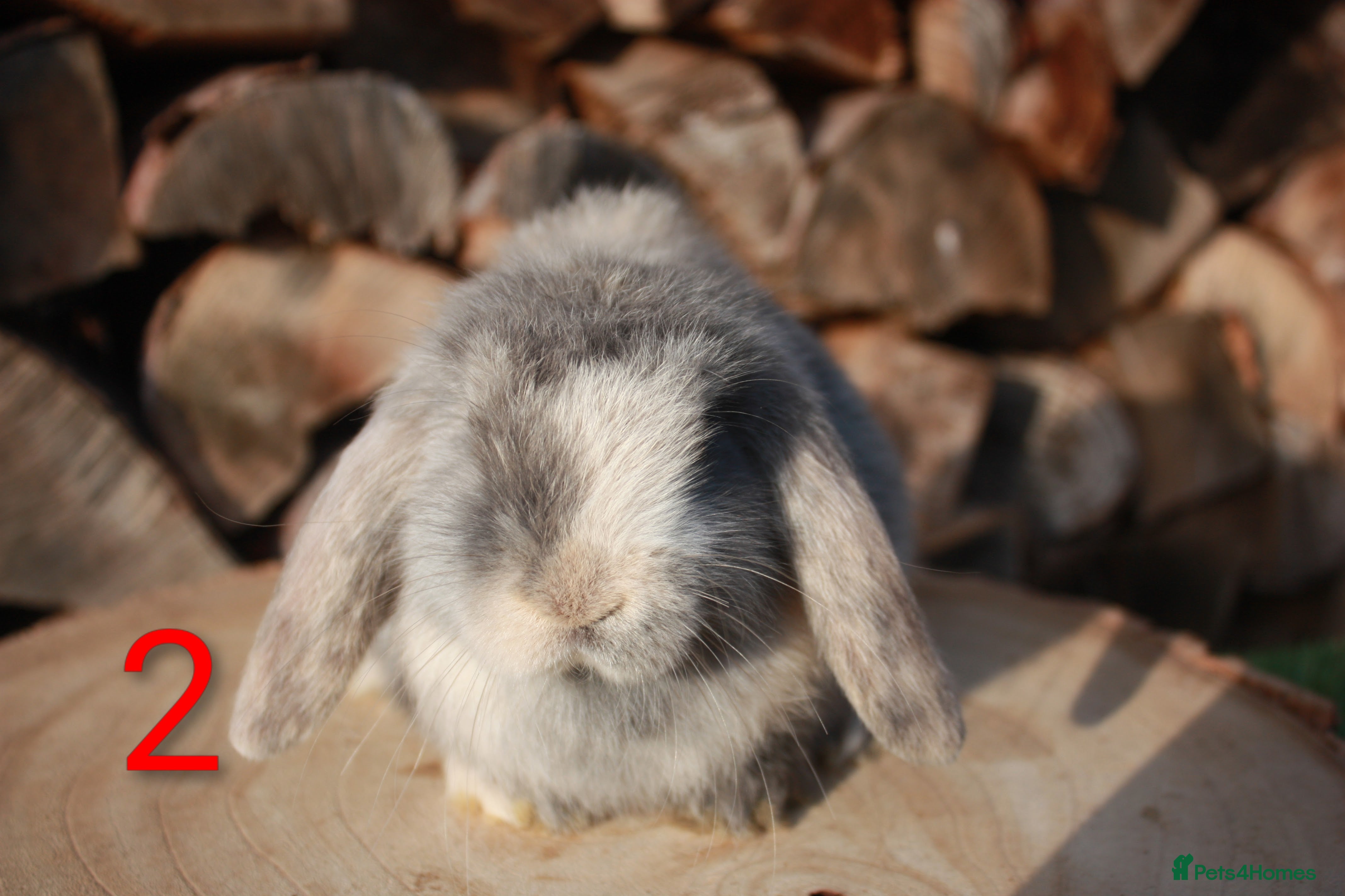 Mini Lop rabbits Mini lop baby rabbits  - Advert 13