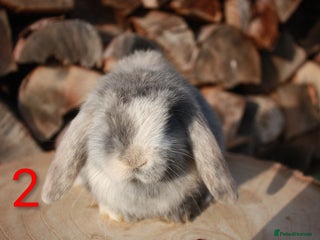 Mini Lop rabbits Mini lop baby rabbits - Advert 16