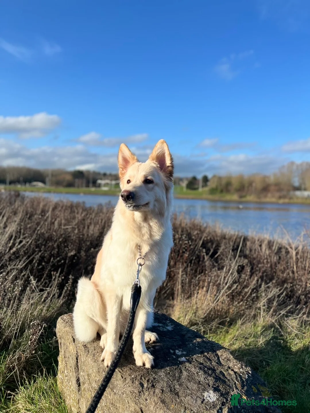 German Shepherd dogs for sale: German shepherd  - Advert 3