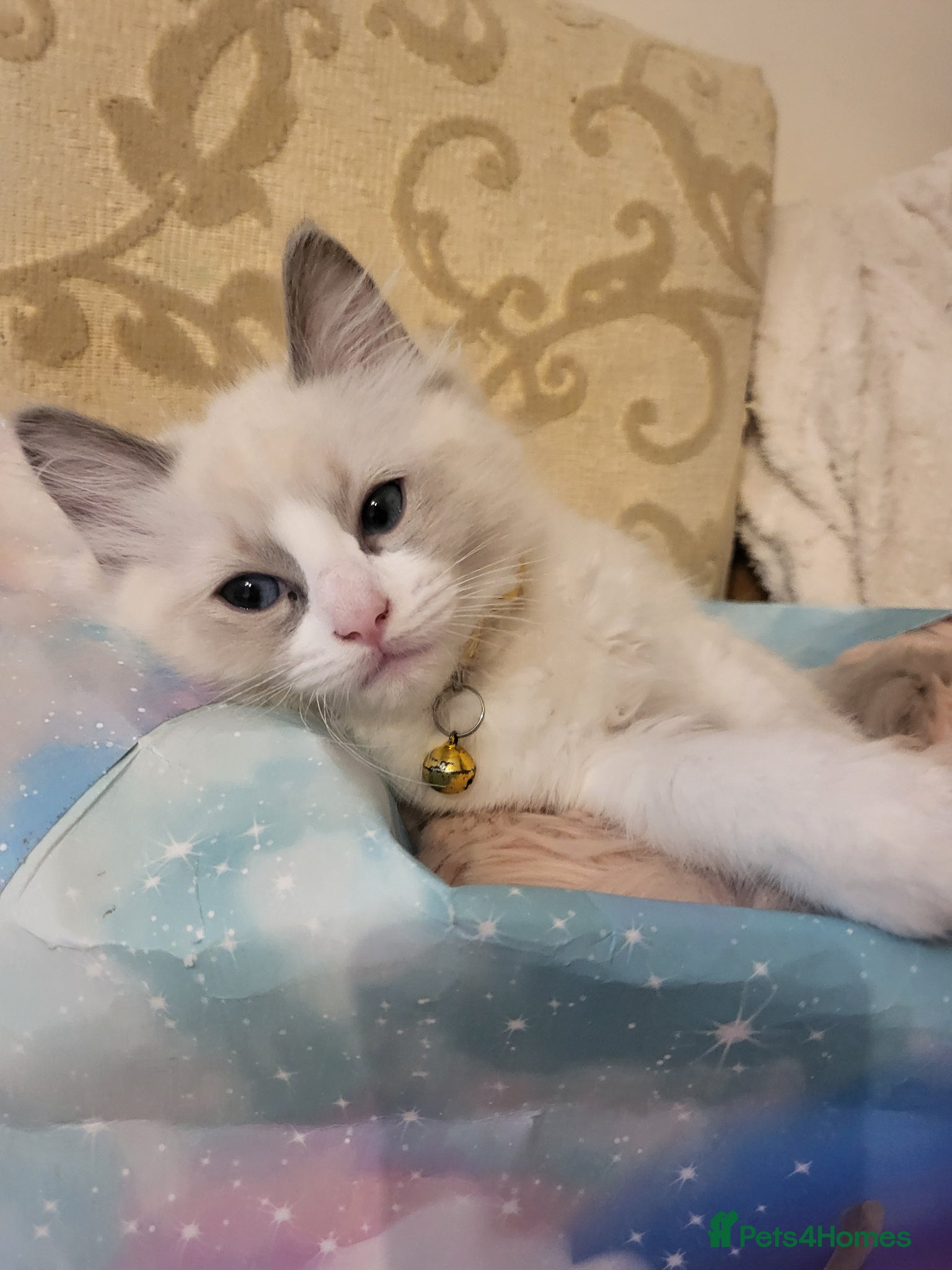 Ragdoll cats for sale: Exquisite pure ragdoll kittens  - Advert 5