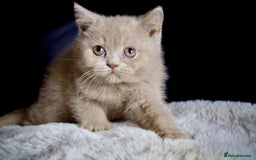 Brazilian Shorthair cats for sale: Beautiful bsh kittens, looking for new homes.  - Image 8