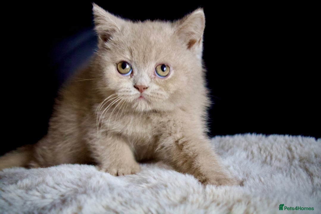 Brazilian Shorthair cats for sale: Beautiful bsh kittens, looking for new homes.  - Image 8