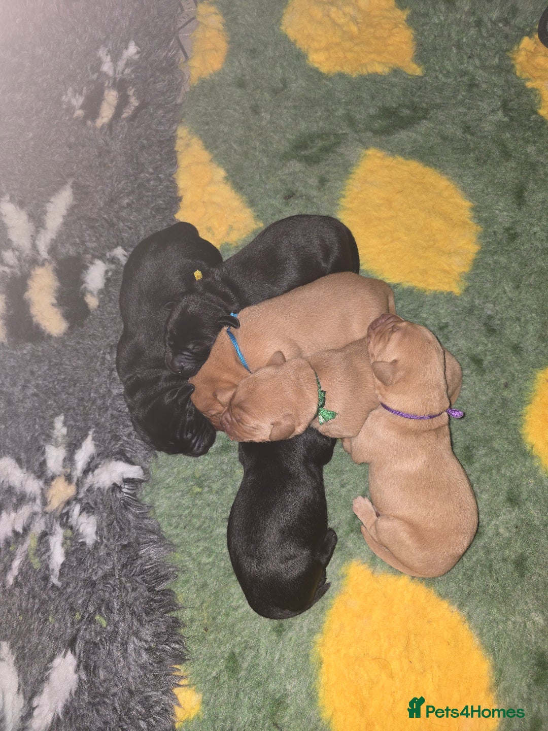 Labrador Retriever dogs for sale: KC Registered Labrador Puppies. - Advert 8