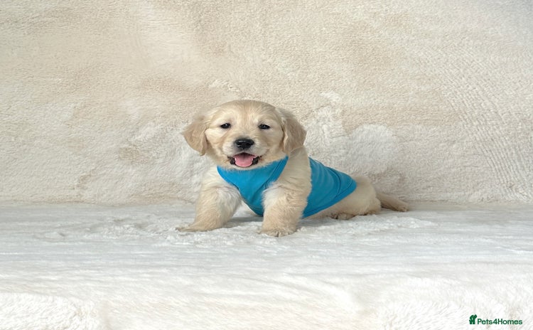 Golden Retriever dogs - Advert 10