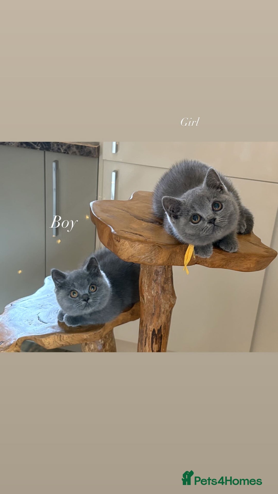 British Shorthair cats for sale: Beautiful kittens  - Image 4