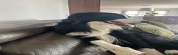 Border Collie dogs for stud: Border collie  - Advert 2