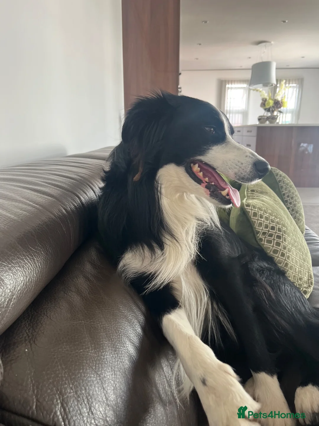 Border Collie dogs for stud: Border collie  - Advert 2