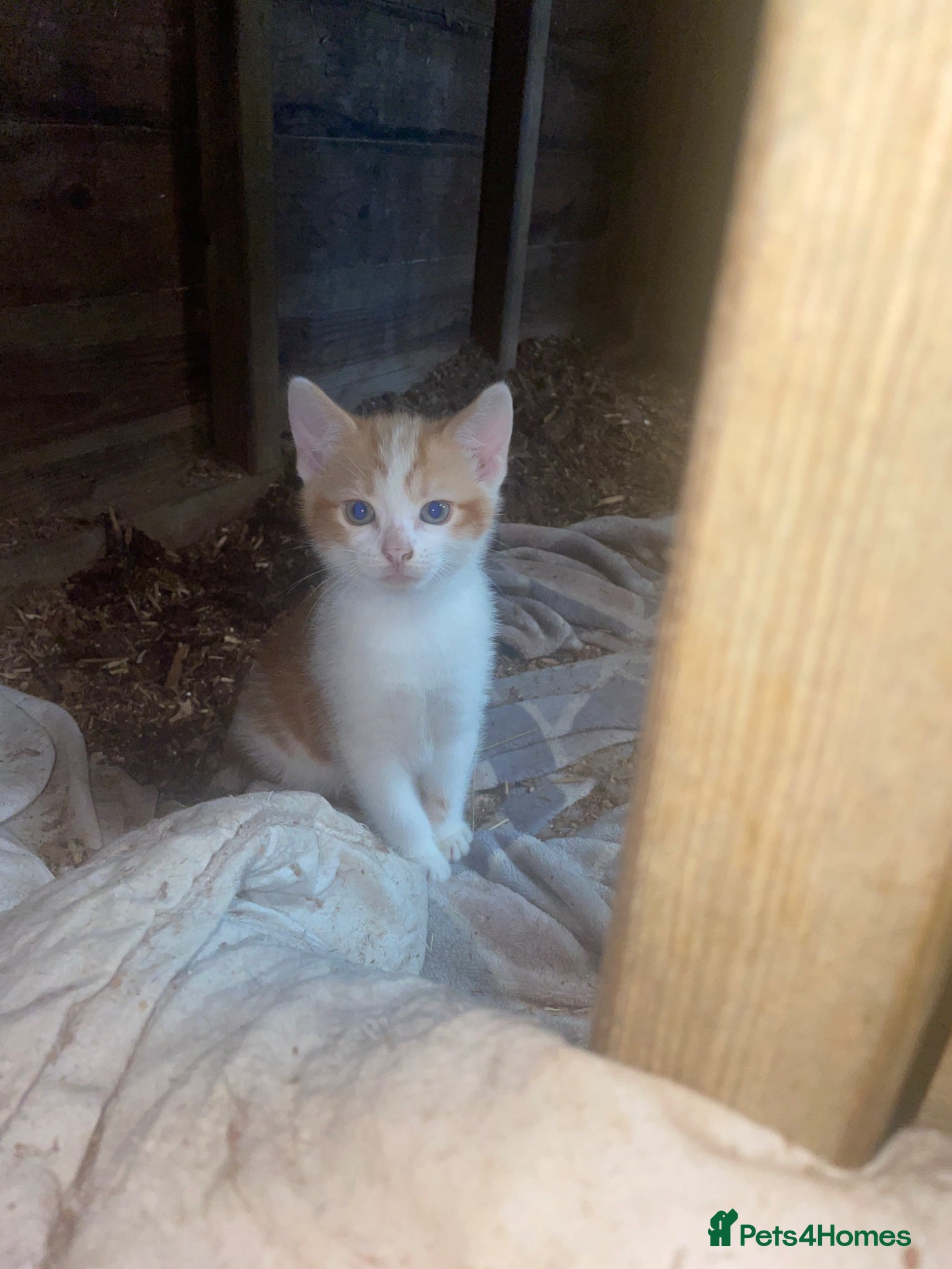 British Shorthair cats for sale: Gorgeous boys and girl kittens  - Advert 3