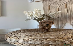 Cockapoo dogs for sale: F1B Miniature cockapoo puppies🌟DNA health checked - Image 9