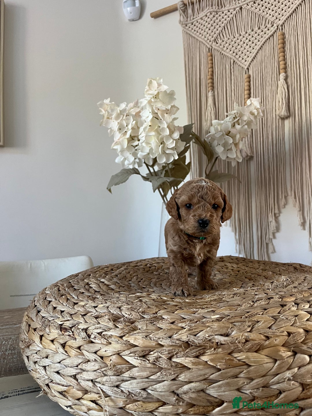 Cockapoo dogs for sale: F1B Miniature cockapoo puppies🌟DNA health checked - Image 9