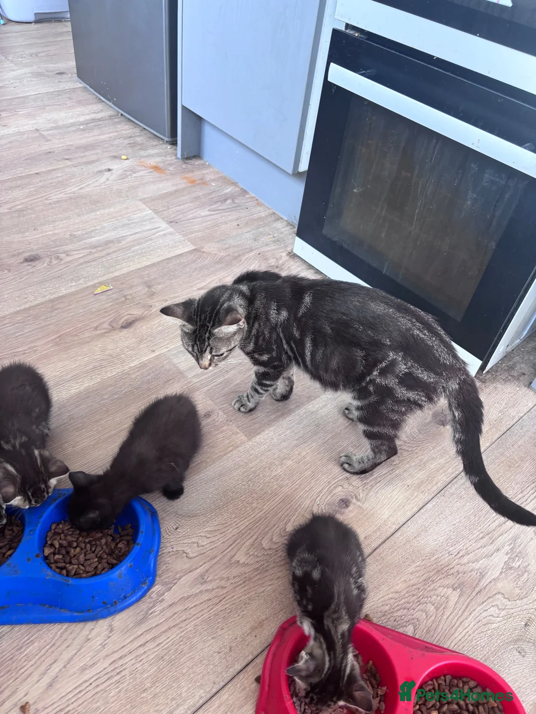 Mixed Breed cats for sale: 3 female kittens  - Advert 2