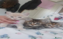 Bengal cats for sale: Davina - Image 9