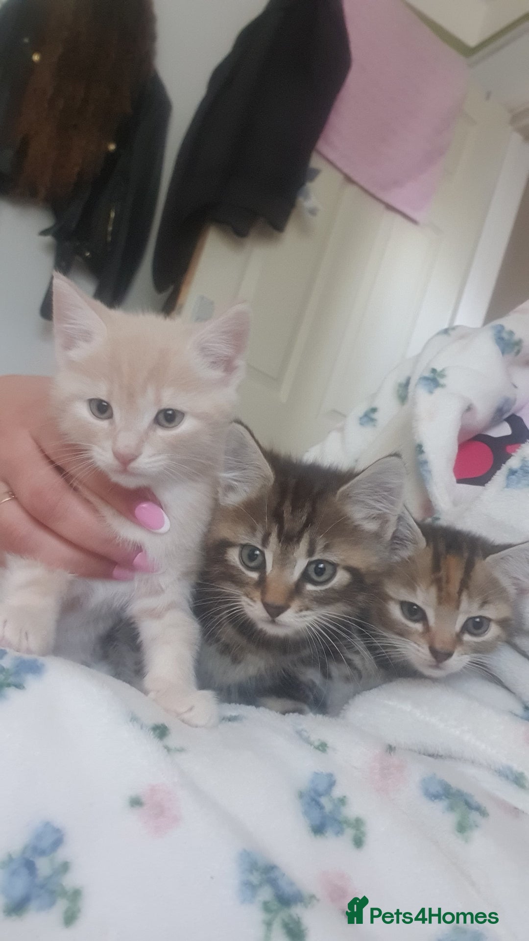Bengal cats for sale: Davina - Image 9