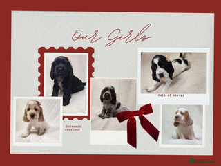 Cocker Spaniel dogs Show type unique markings cocker spaniel puppies - Advert 3