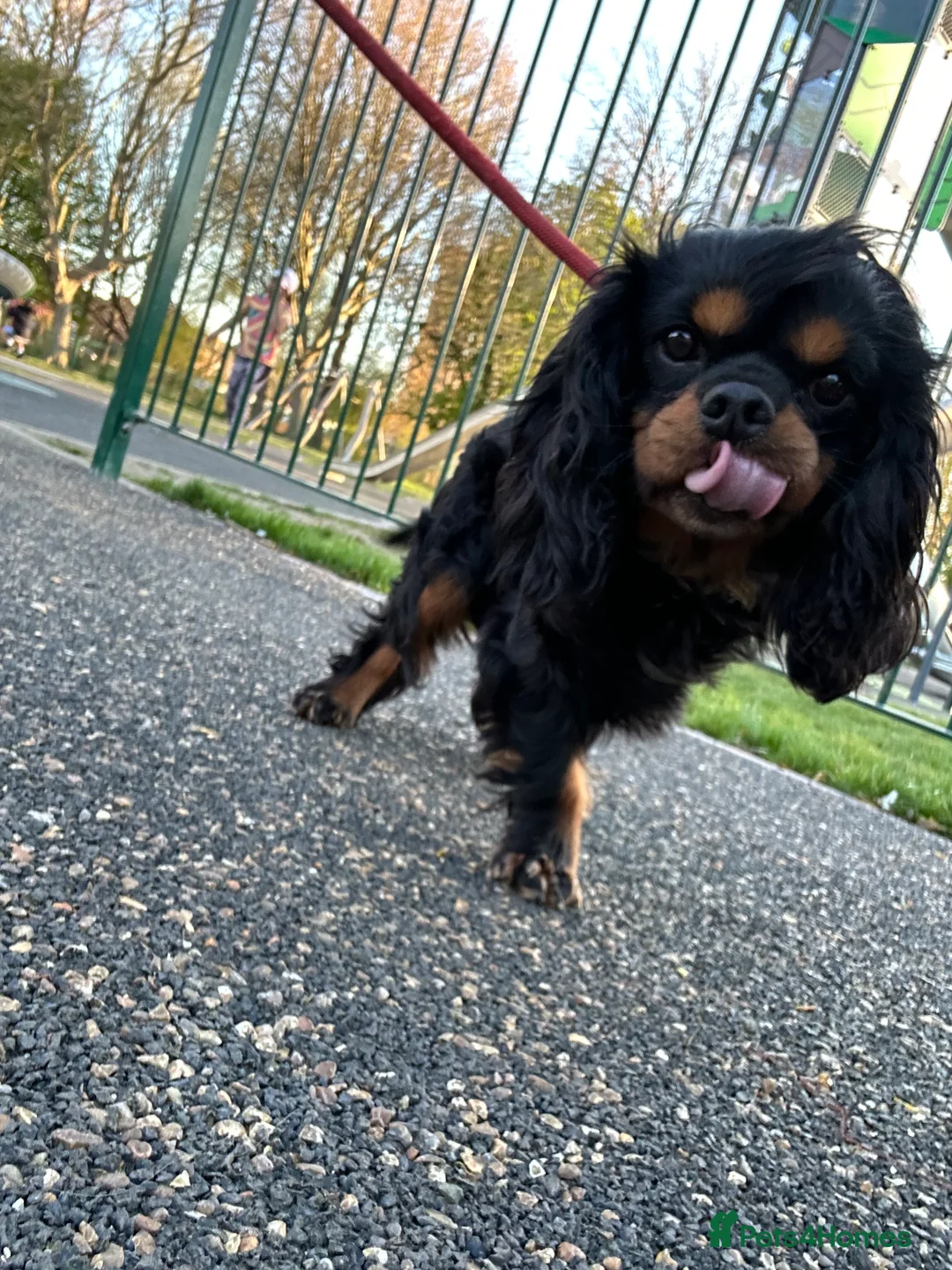 Cavalier King Charles Spaniel dogs for stud: Kc Black and Tan small proven cavalier stud  in Barnsley - Advert 6