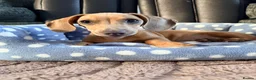 Miniature Dachshund dogs for sale: Isabella miniature Dachshund - Advert 7