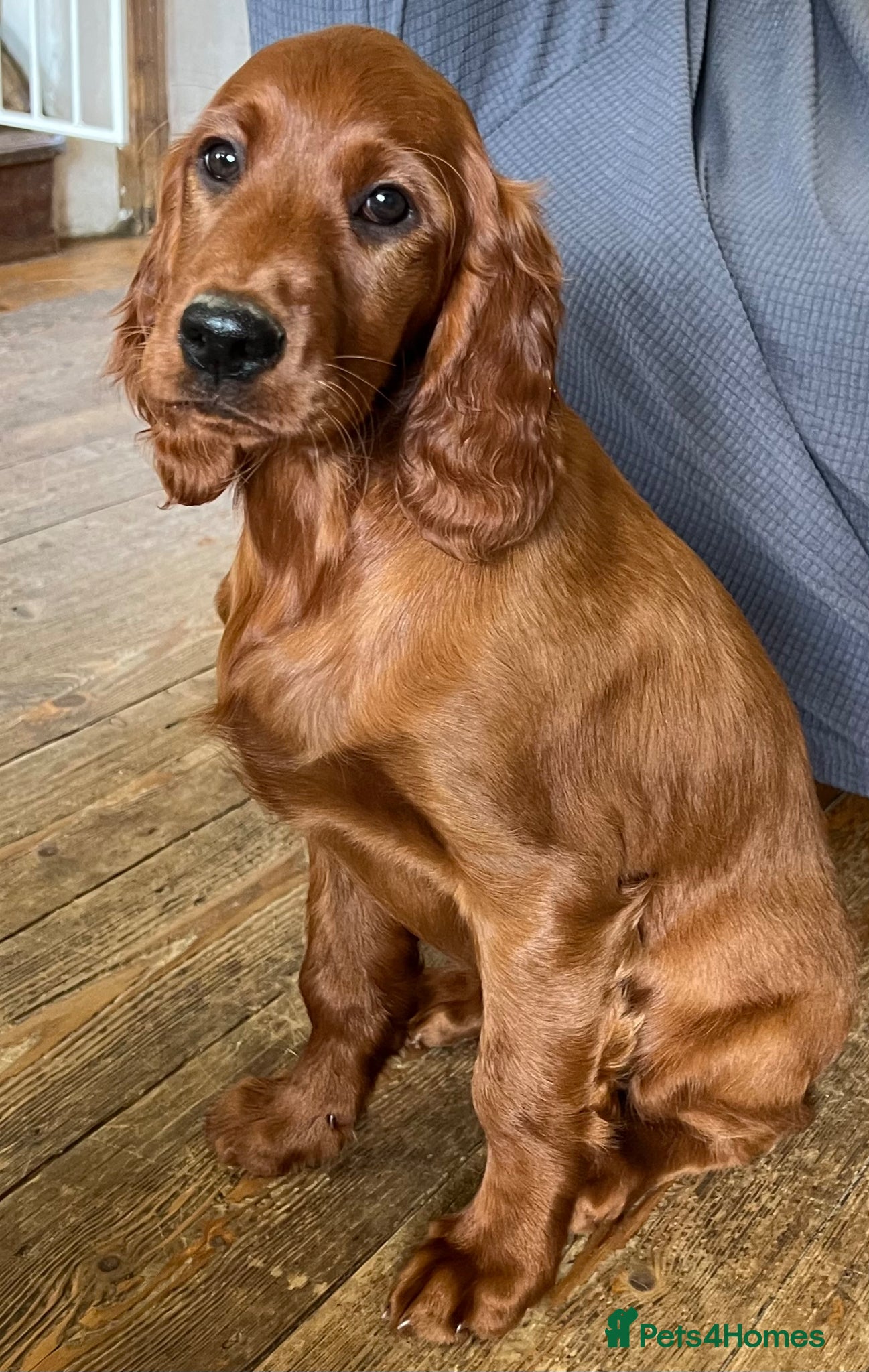 Irish Setter dogs for sale: Quality IRISH SETTER Puppies - Advert 2