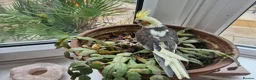 Cockatiels birds for sale: Baby cockatiels  - Advert 9