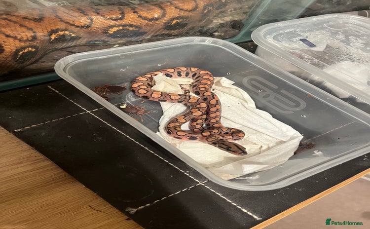 Boa Snake reptiles - Advert 10