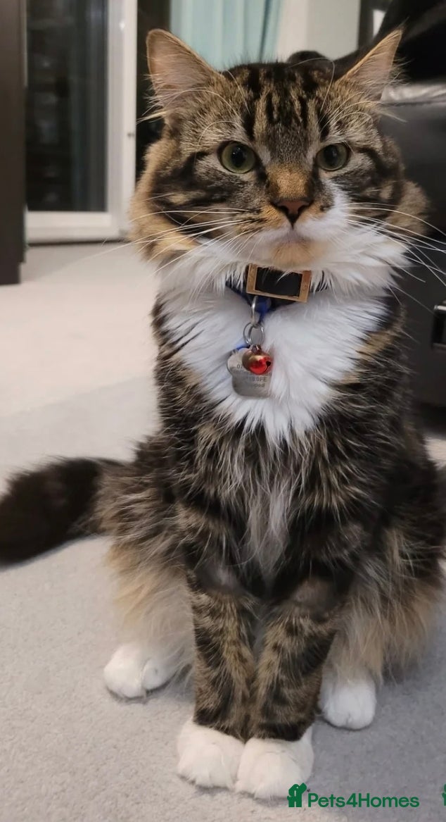 Mixed Breed cats Friendly Mixed-Breed Male Cat - Advert 20