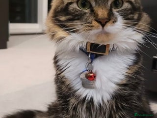 Mixed Breed cats Friendly Mixed-Breed Male Cat - Advert 3