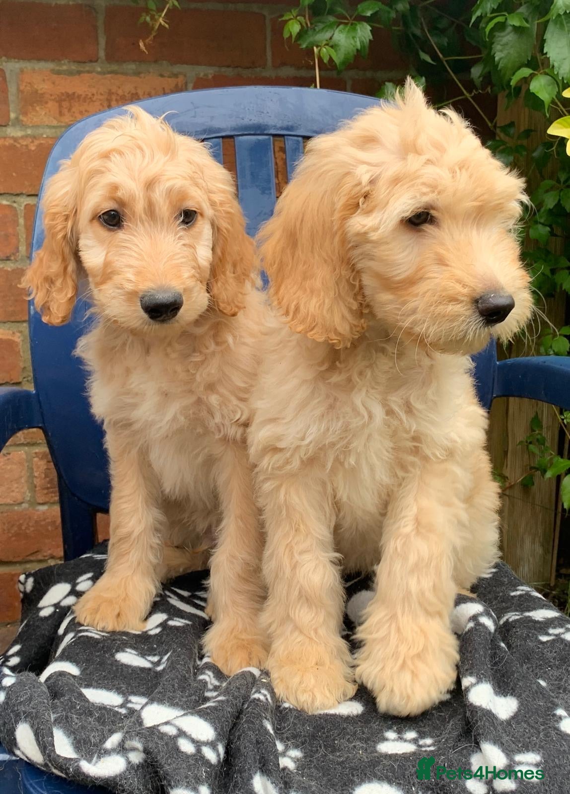 Labradoodle dogs READY NOW! Apricot & Cream Labradoodle Puppies  - Advert 2