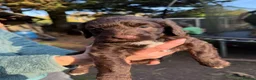 Sproodle dogs for sale: Chocolate Merle Sproodles - Advert 13