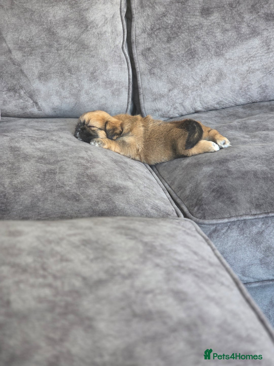 Shih Tzu dogs for sale: Imperial Shihtzu - Image 4