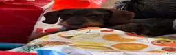 Dachshund dogs for sale: 2yr old female (Teckel) wire-haired Dachshund  - Advert 4