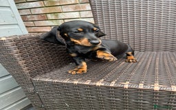 Dachshund dogs for sale: Dachshund puppies - Image 20