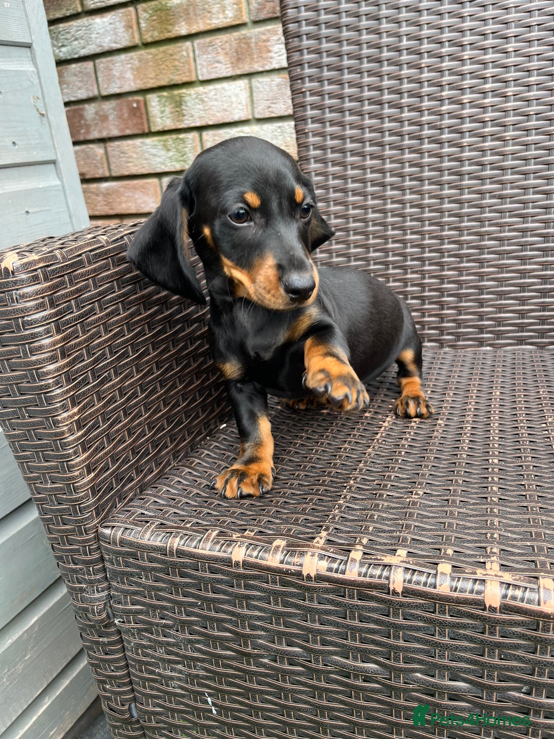 Dachshund dogs for sale: Dachshund puppies - Image 20