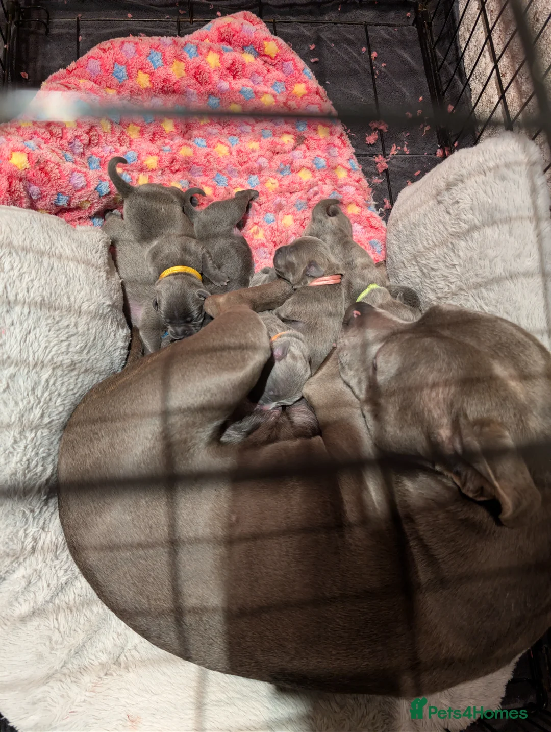 Staffordshire Bull Terrier dogs for sale: KC BLUE STAFFORDSHIRE BULL TERRIER PUPS - Advert 24