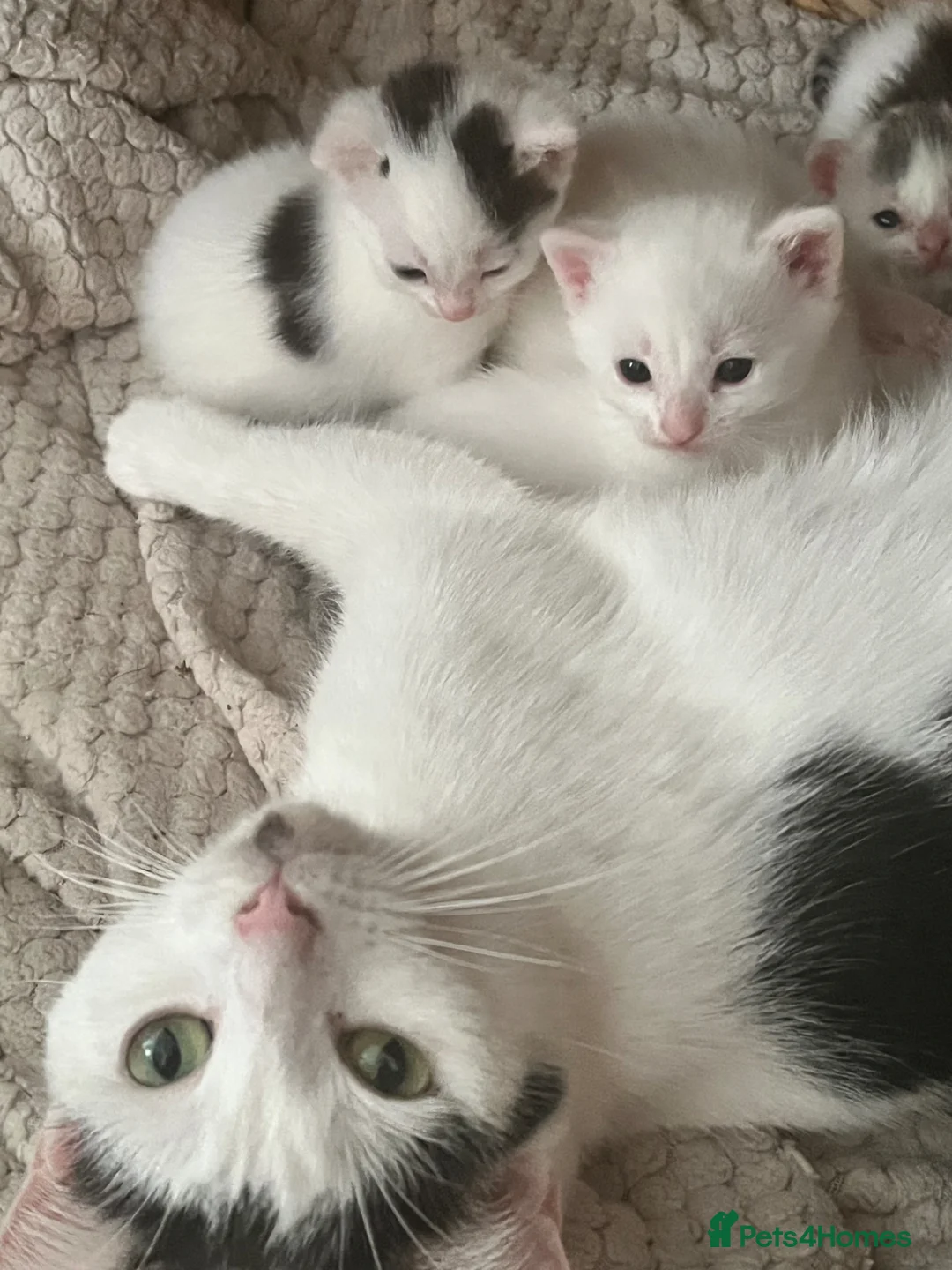 Mixed Breed cats for sale: Gorgeous White and Tabby Male Kitten  - Advert 8