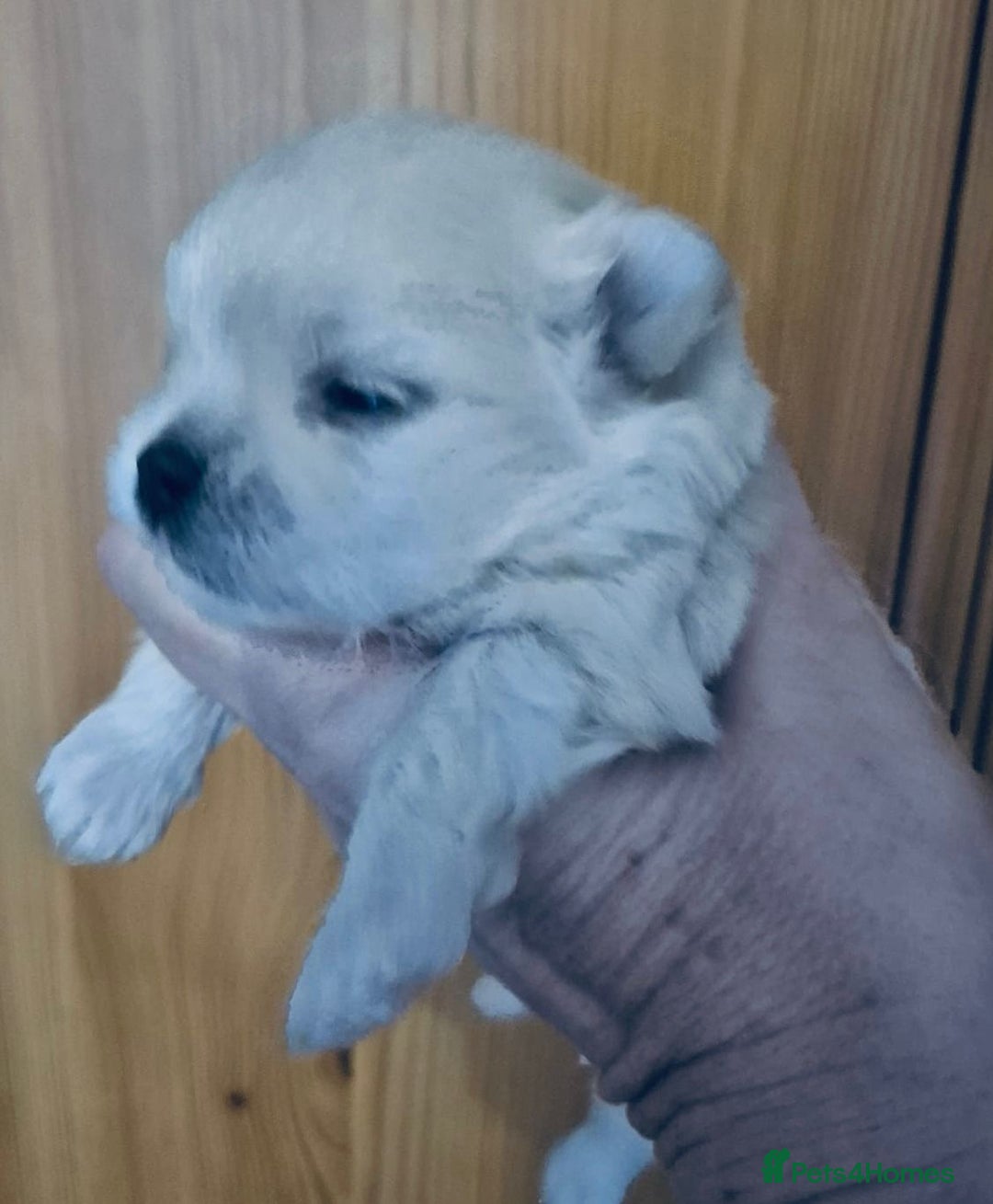 Mixed Breed dogs for sale: Maltese x Pomeranian  - Advert 1