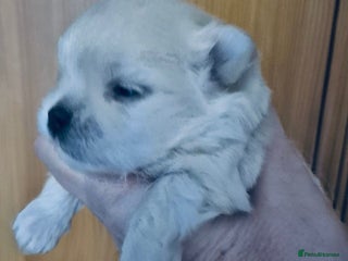 Mixed Breed dogs Maltese x Pomeranian - Advert 2