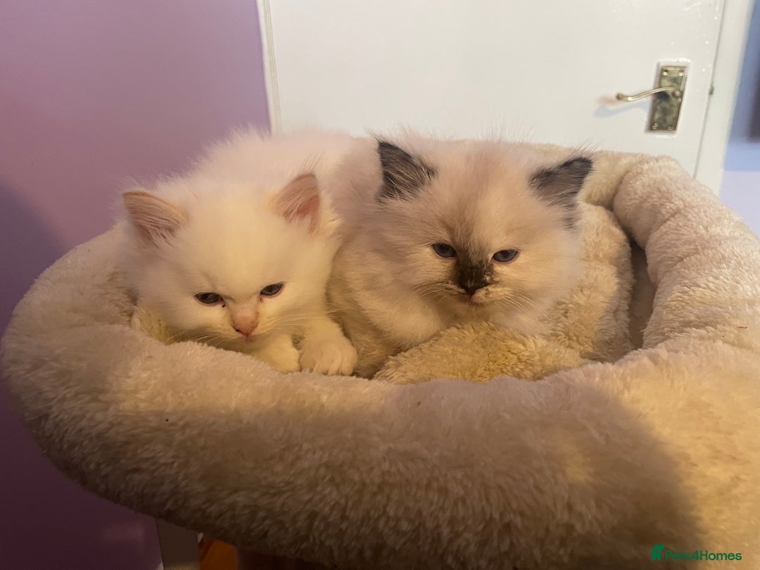 Ragdoll cats for sale:  Beautiful Ragdoll Kittens * 3 BoYs *  - Image 2