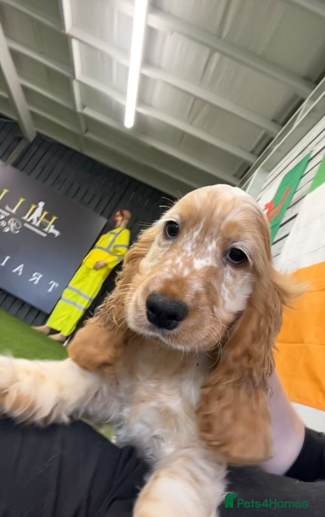 Cocker Spaniel dogs for sale: Advanced trained Cocker Spaniel  - Advert 2