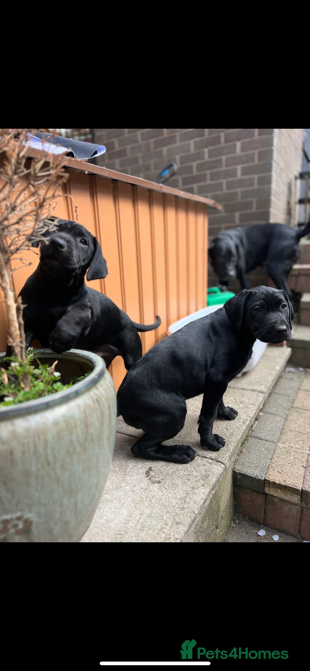 Labrador Retriever dogs for sale: Unique Happy,Healthy beautiful angels well trained - Advert 8