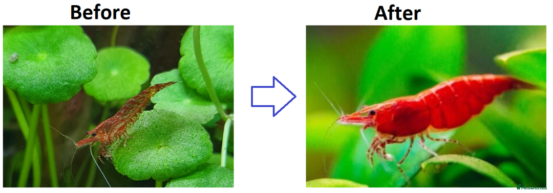 Shrimps fish for sale: 🔥Juv. RED, BLUE & YELLOW SHRIMP🦐 + free plant 🍃 - Advert 14