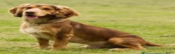 Cocker Spaniel dogs for sale: Stunning Show Cocker Spaniel Litter ready July in Northampton - Advert 12