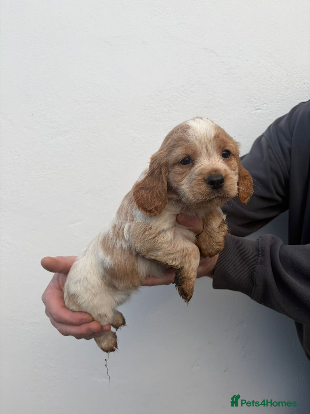 Cocker Spaniel dogs for sale: Cocker spaniels - Advert 2