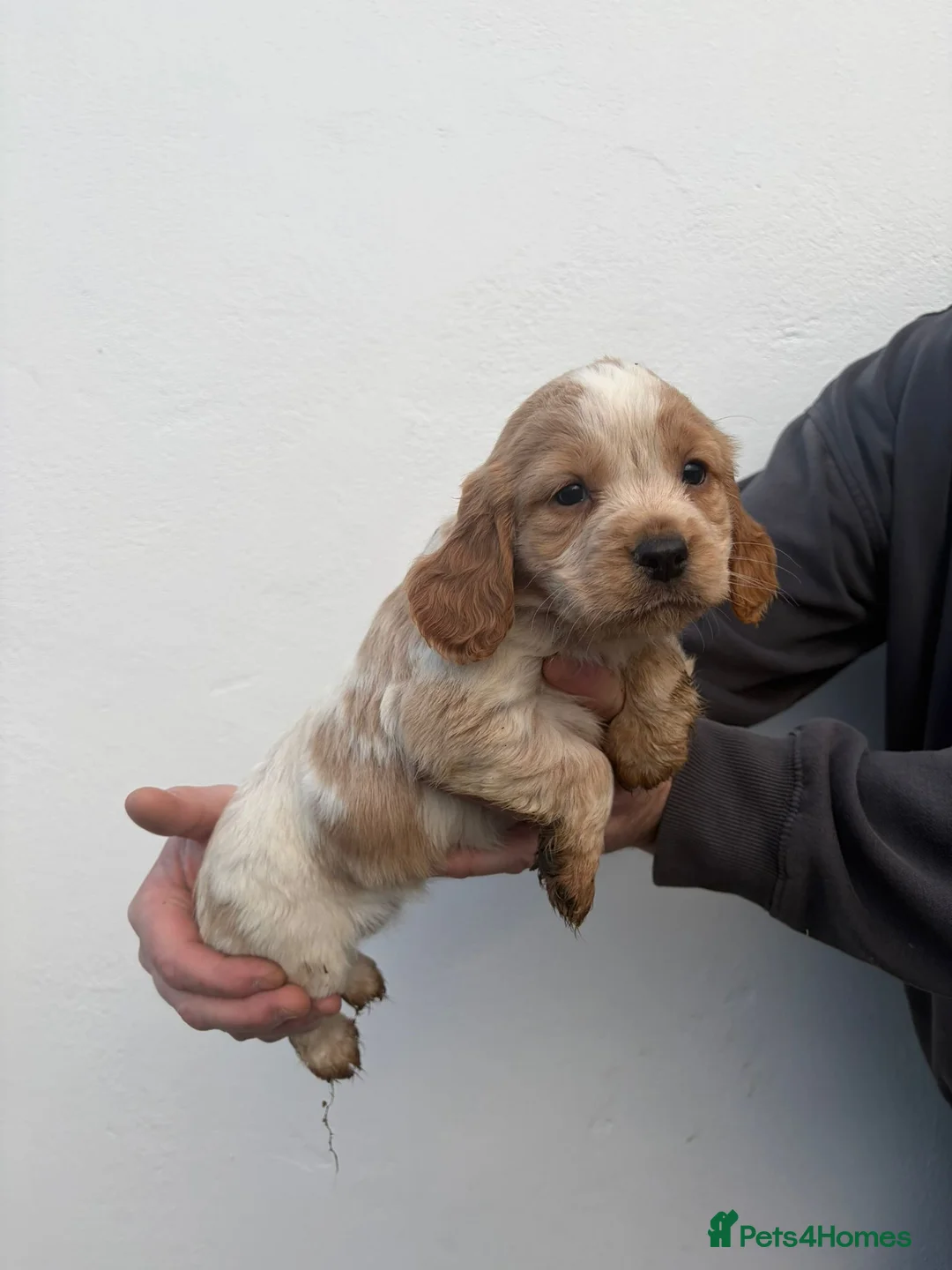 Cocker Spaniel dogs for sale: Cocker spaniels - Advert 9