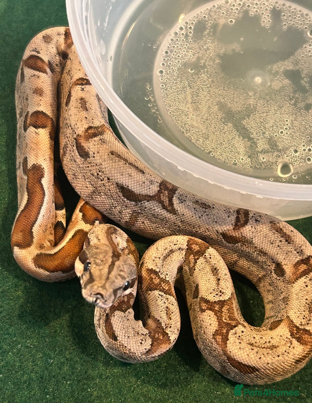 Boa Snake reptiles for sale: 2025 Boa Constrictor Babies in Letchworth Garden City - Image 4