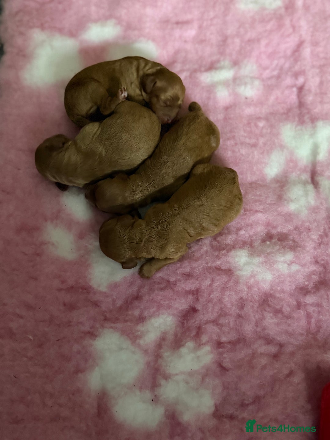Cockapoo dogs for sale: Beautiful cockapoo puppies  - Image 5