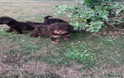 Cockapoo dogs for sale: Stunning F1B Cockapoo puppies  - Image 7