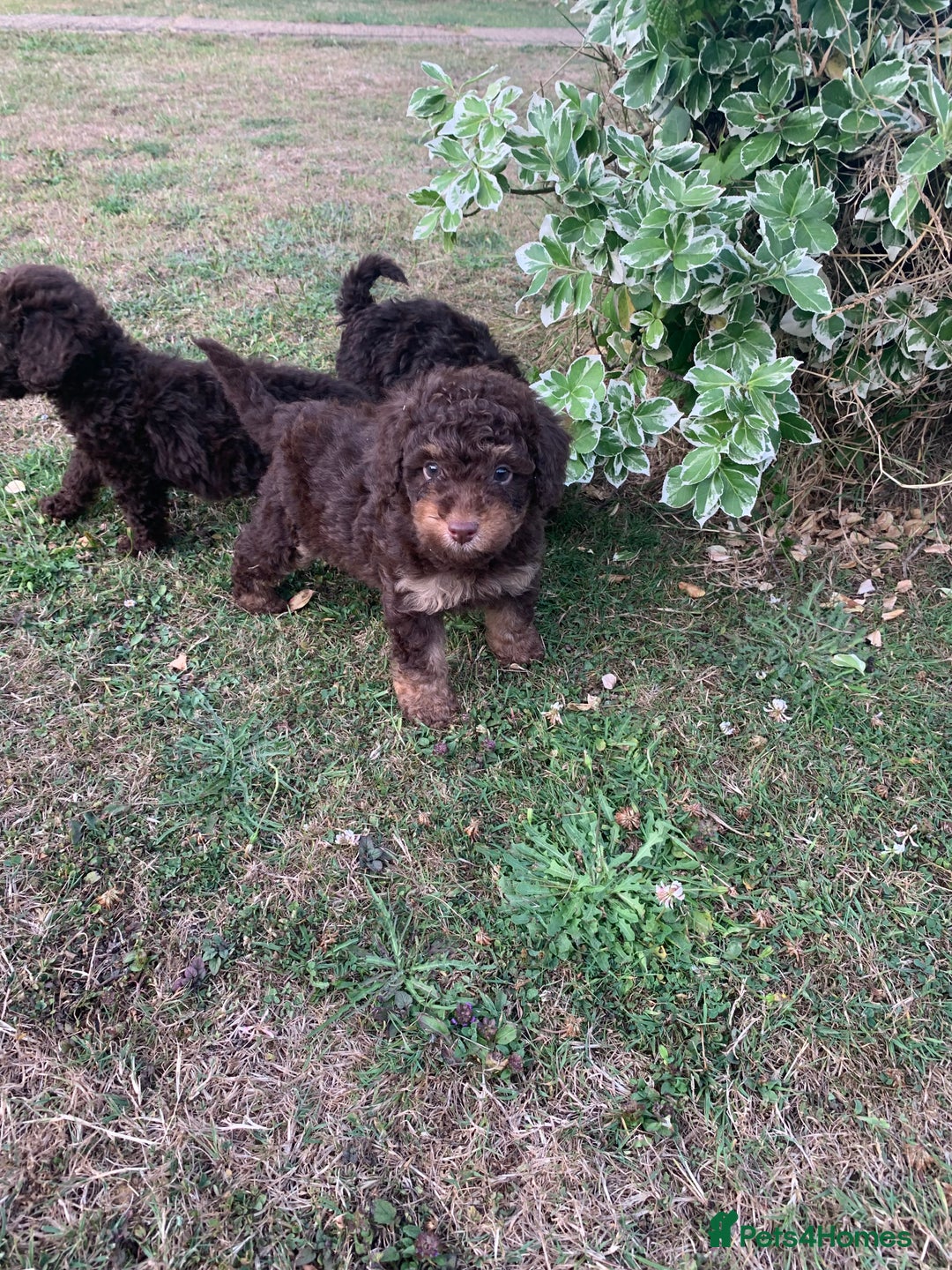 Cockapoo dogs for sale: Stunning F1B Cockapoo puppies  - Image 7